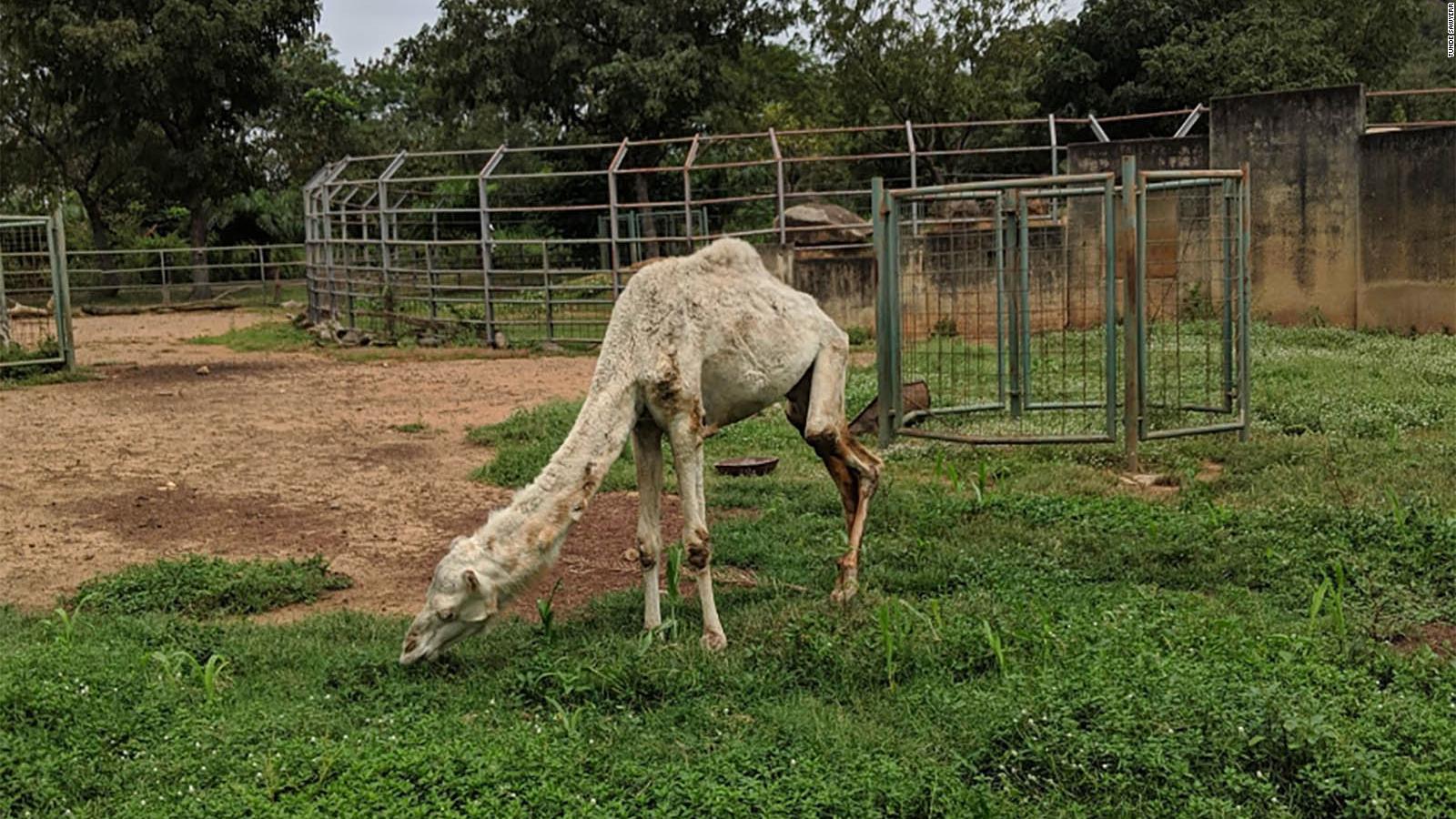 Nigeria accused of animal cruelty after picture of malnourished camel