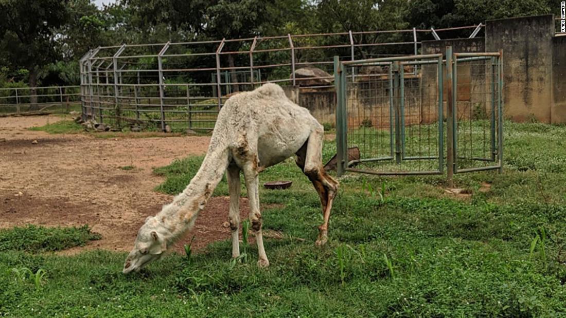 Zoo under fire after picture of malnourished camel goes viral - CNN