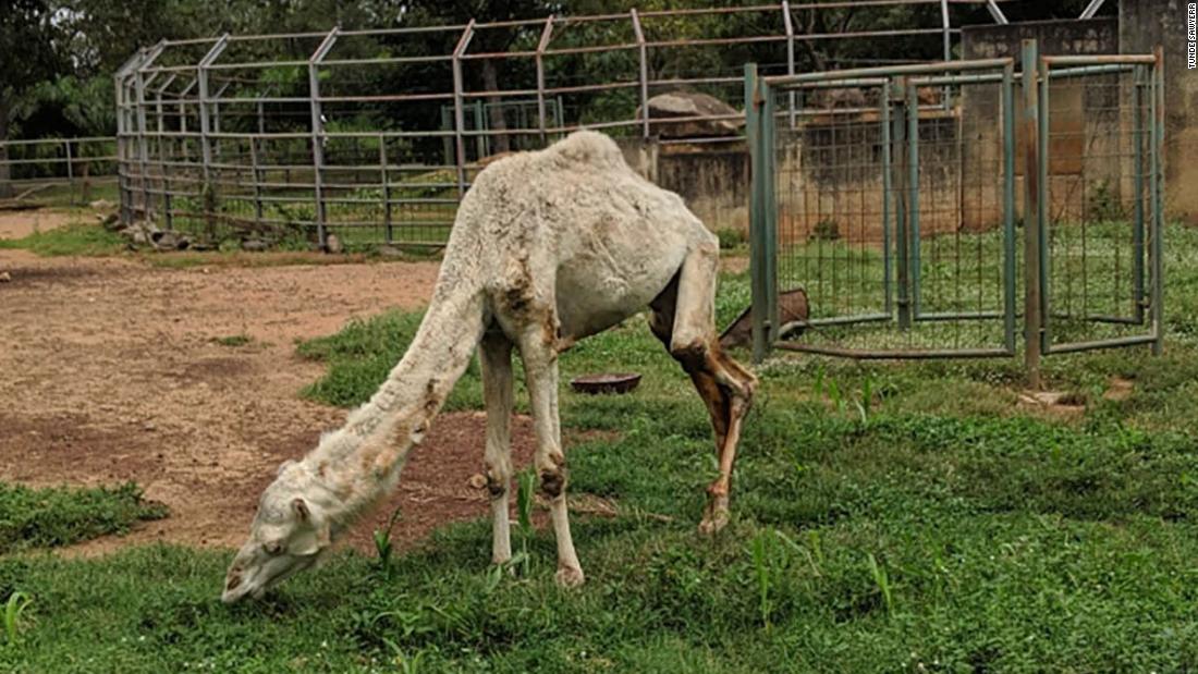 Zoo under fire after picture of malnourished camel goes viral | CNN