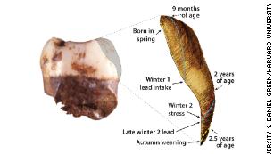 Earliest discovery of lead exposure found in Neanderthal children