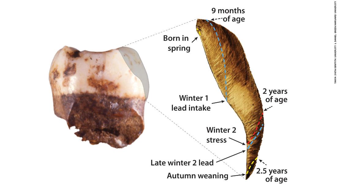 A 250,000-year-old Neanderthal child&#39;s tooth contains an unprecedented record of the seasons of birth, nursing, illness and lead exposures over the first three years of its life.