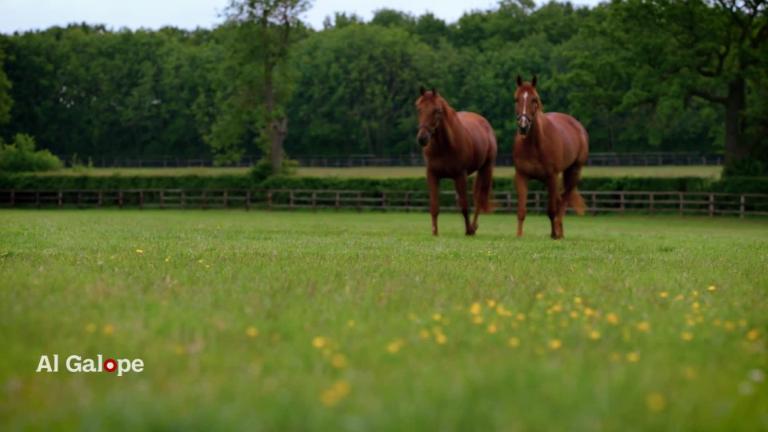 La yegua Winx salió por la puerta grande en el Queen Elizabeth Stakes - CNN  Video