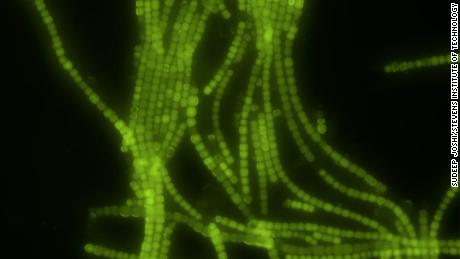 Cyanobacteria appear in green.