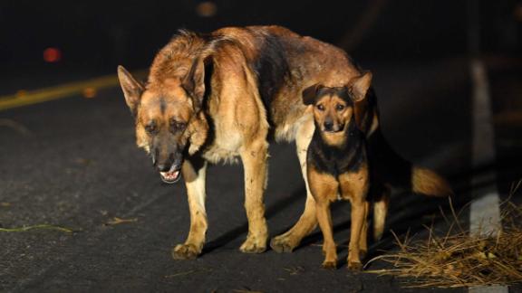 Dogs roam a burned-out neighborhood in Paradise.