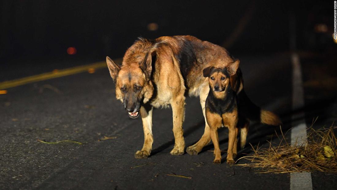 Dogs roam a burned-out neighborhood in Paradise.