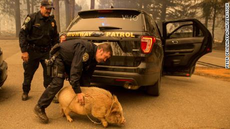 California Highway Patrol officers came to the aid of this potbelly pig they rescued in Butte County as the Camp Fire continues to burn.