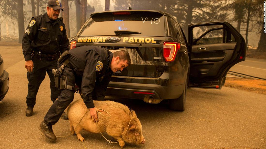 California Highway Patrol officers attempt to transfer a potbelly pig they rescued in Butte County on November 8.