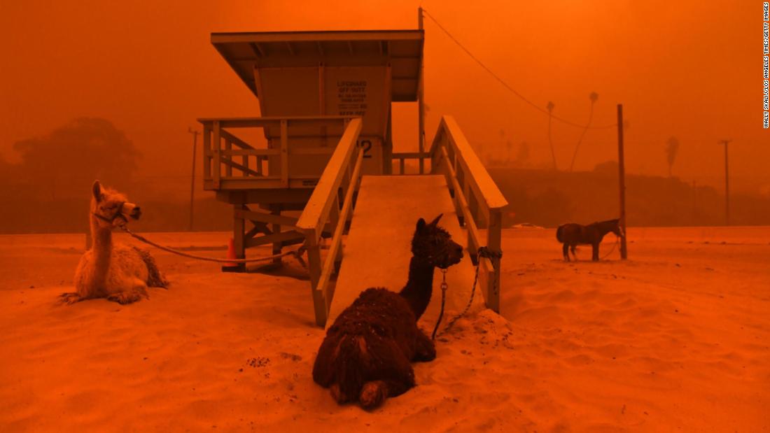 Llamas are tied to a lifeguard stand on a Malibu beach on November 9.