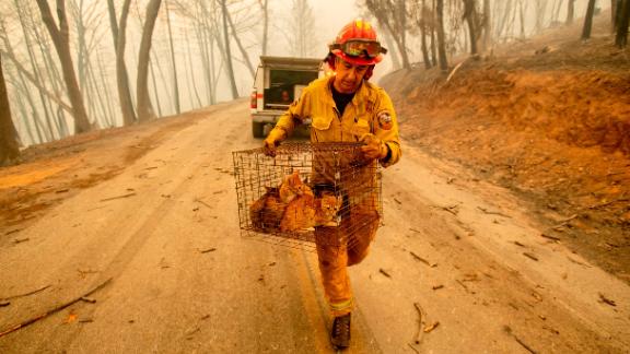 Fire Capt. Steve Millosovich, battling the Camp Fire in Big Bend, carries a cage of cats that fell from an evacuee's pickup.
