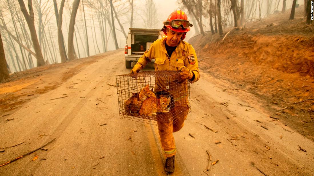 Fire Capt. Steve Millosovich, battling the Camp Fire in Big Bend, carries a cage of cats that fell from an evacuee&#39;s pickup.