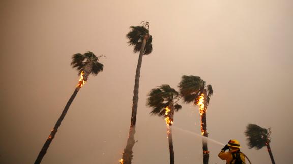 A firefighter sprays down palm trees as the Woolsey Fire burns in Malibu on November 9. 