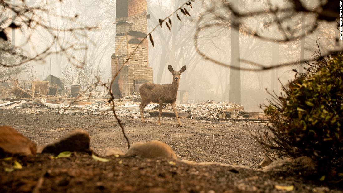 A deer looks on from a burned residence in Paradise on November 10.