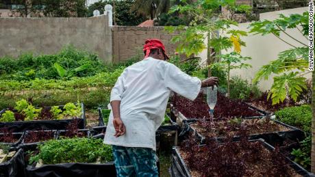 Produce grown in the garden by patients goes towards the center's canteen. 