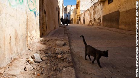 Briton dies of rabies after getting bitten by a cat in Morocco