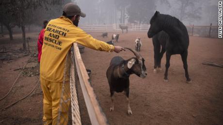 A Butte County Sheriff Search and Rescue crew rescue animals from the Camp Fire.