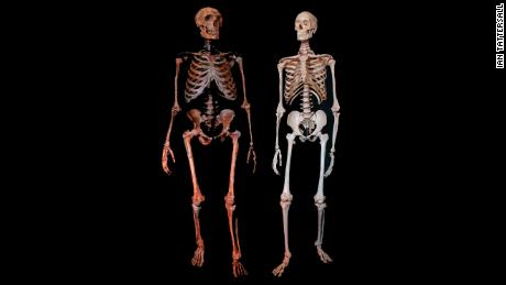 Neanderthal (left) and modern human skeleton.