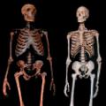 01 ancient finds neanderthal skeletons