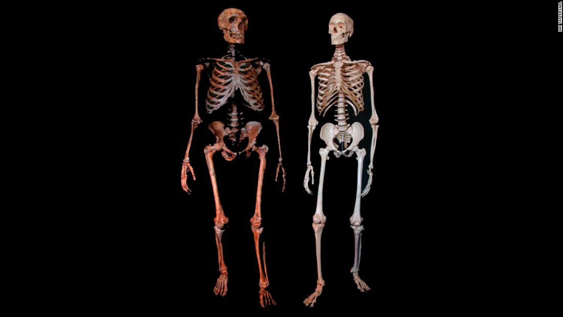 A Neanderthal fossil, left, and a modern human skeleton. Neanderthals have commonly be considered to show high incidences of trauma compared with modern humans, but a new study reveals that head trauma was consistent for both.