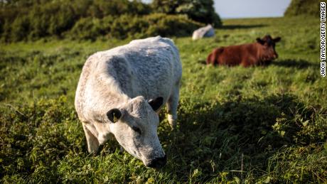 Combat climate change by cutting beef and lamb production, report says 