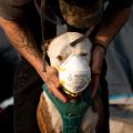 10 california wildfire tent city