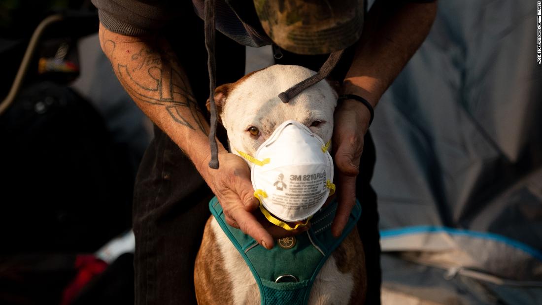 Jason House attempts to put a respirator mask on his dog Rowland on November 17.