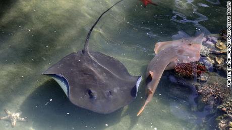 A stringray passing a shovel-nosed ray in an aquarium on Daydream Island in the Whitsundays archipelago off Queensland in 2010.