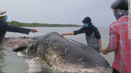 Researchers measure the whale.