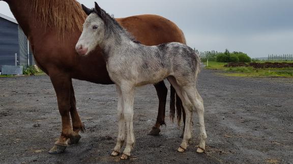 iceland new coat color found in icelandic horse