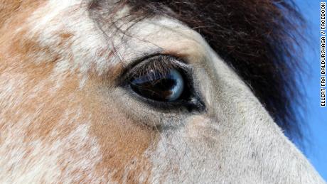 As well as his unique coat coloring, Ellert also has blue and brown eyes.