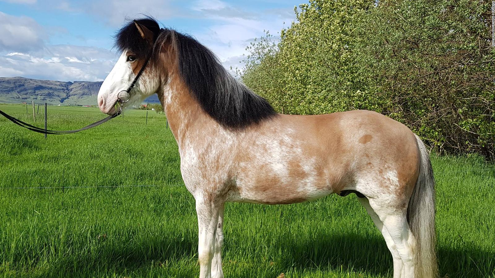 Iceland: New coat color found in Icelandic horse - CNN