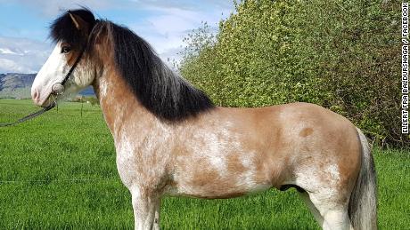 New horse coat color pattern called &#39;ýruskjóttur&#39; discovered in Iceland