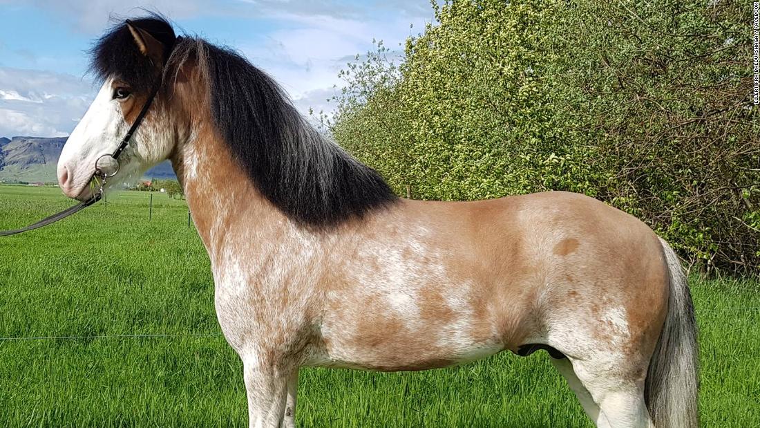 A brand new color variant has appeared on an Icelandic horse called Ellert. Instead of having the typical characteristics of a bay dun Icelandic horse -- with a bay body, black mane, tail and primitive markings -- he has white &quot;speckling&quot; across his body, as well as a bald white face and partial icy blue eyes.