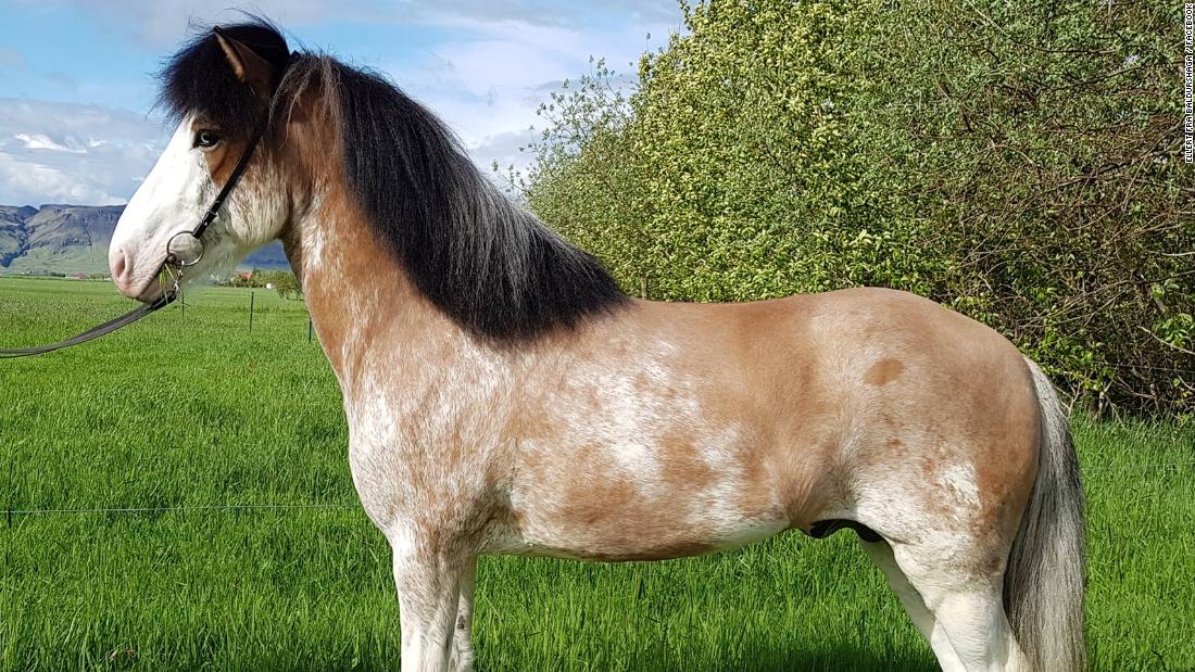 Download Iceland: New coat color found in Icelandic horse - CNN