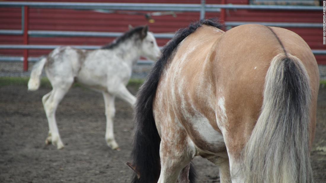 Freyja Imsland, a genetic expert in Iceland who has worked closely with Eiðsson, told CNN that Ellert&#39;s variant is one-of-a-kind. &quot;What makes Ellert unique is that he has a variant that is only present in him and his offspring -- this particular change doesn&#39;t exist in any other horse in the world,&quot; she said.