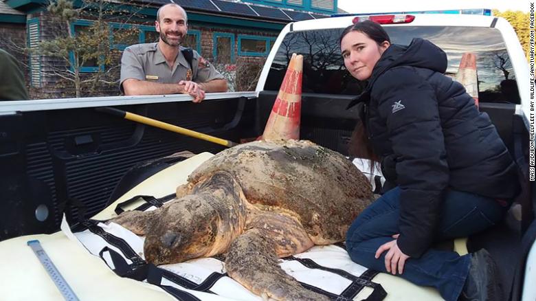 This nearly 300-pound loggerhead turtle was among those rescued by Mass Audubon volunteers.