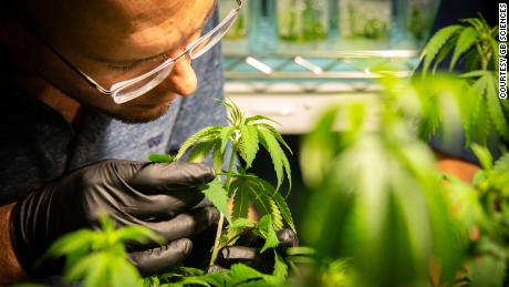 A GB Sciences employee inspects plants at the company's Baton Rouge grow facility. 