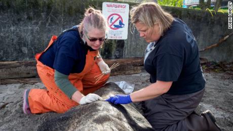 Dyanna Lambourn of the Washington Department of Fish and Wildlife Marine Mammal Investigations unit (left) and Casey McLean of SR3 examine the entry wound from a bullet on a dead California sea lion in West Seattle.