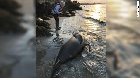 Seal Sitters Marine Mammal Stranding Network co-investigator Lynn Shimamoto responds to a dead California sea lion along the West Seattle shoreline.