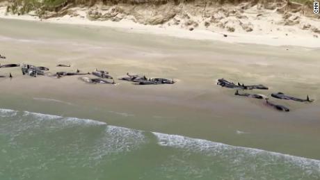 More than 140 pilot whales dead after mass stranding in New Zealand