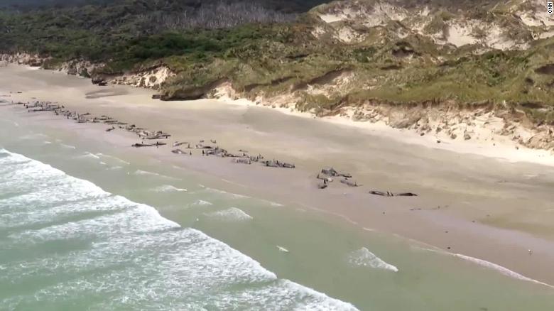 New Zealand authorities respond to an average of 85 stranding incidents a year.
