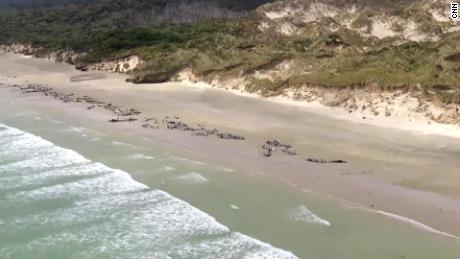 New Zealand authorities respond to an average of 85 stranding incidents a year.