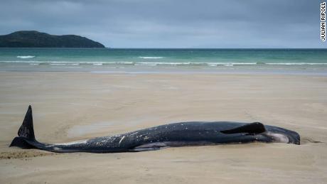 Pilot whales beached during low tide on Stewart Island, New Zealand, on Sunday, November 25.