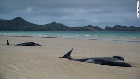 Pilot whales beached during low tide on Stewart Island, New Zealand, on Sunday, November 25.