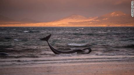 Pilot whales beached during low tide on Stewart Island, New Zealand, on Saturday, November 24.