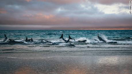 Pilot whales beached during low tide on Stewart Island, New Zealand, on Saturday, November 24.