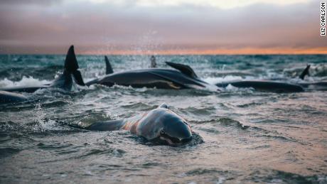 Pilot whales beached during low tide on Stewart Island, New Zealand, on Saturday, November 24.