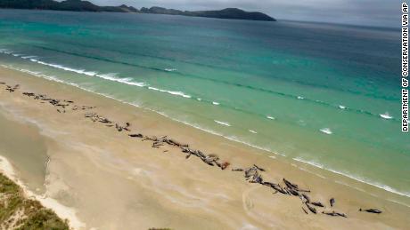 In this Sunday, Nov. 25, 2018 photo, pilot whales lie beached at Mason Bay, Rakiura on Stewart Island, New Zealand. As many as 145 pilot whales have died after the mass stranding which was discovered by a hiker on Saturday, Nov. 24, 2018.(Department of Conservation via AP)