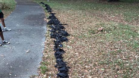 Volunteers line up dead bats killed by a severe heat wave in Northern Queensland in November 2018.