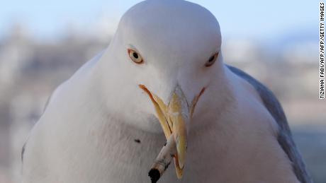 A seagull in Rome mistakes a cigarette butt for something edible.