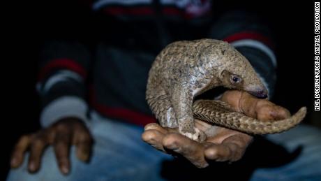 For some Indian farmers, pangolin poaching is too lucrative to resist